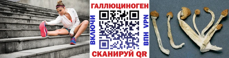 Купить где  Медвежьегорск  Галлюциногенные грибы Cubensis 